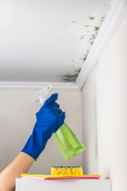 Kingston, RI Mold Removal Company